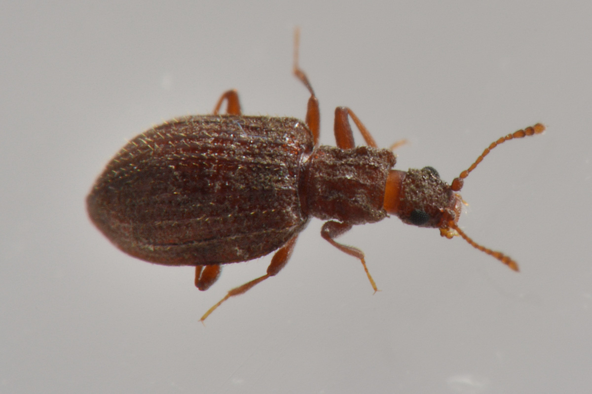 Latridiidae: Stephostethus sp?  S, S. angusticollis e Latridius minutus (cfr.)